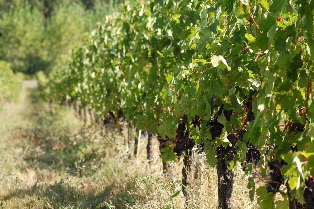 Vignoble XR consulting conseil gesiton domaine viticole